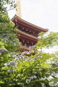 ［6］高幡不動尊の五重塔と紫陽花