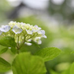 ［6］本土寺の紫陽花の美しさ