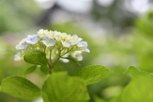 ［6］本土寺の紫陽花の美しさ