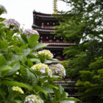［6］五重塔と紫陽花