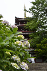 ［6］五重塔と紫陽花