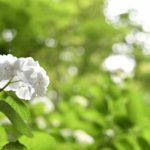 ［6］純真無垢な純白の紫陽花