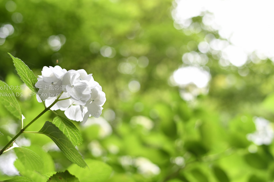 ［6］純真無垢な純白の紫陽花