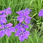 ［6］Nikon D5と58mm単焦点レンズの相性