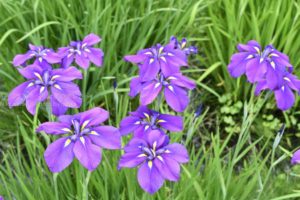 ［6］Nikon D5と58mm単焦点レンズの相性