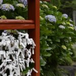 ［6］お寺の境内で楽しむ紫陽花の花