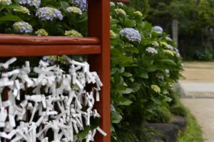 ［6］お寺の境内で楽しむ紫陽花の花