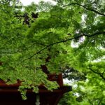 ［6］本土寺の新緑の美しさ