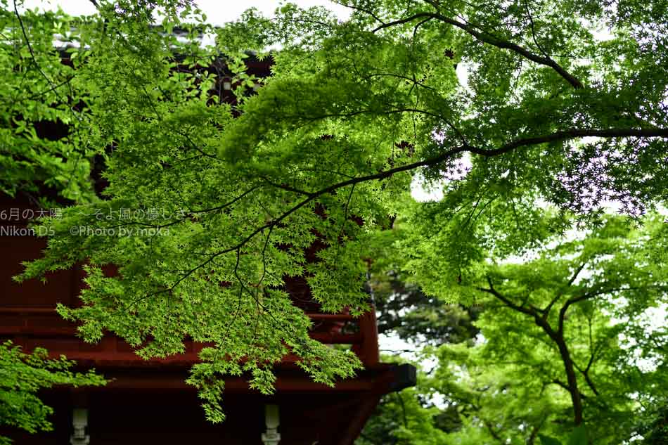 ［6］本土寺の新緑の美しさ