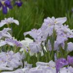 ［6］花菖蒲の美しさ