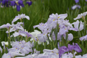 ［6］花菖蒲の美しさ