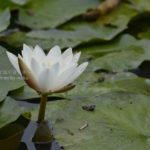 ［6］梅雨に咲くスイレン