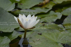 ［6］梅雨に咲くスイレン