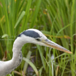 ［6］獲物に狙いをつけたアオサギ