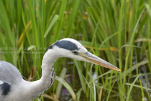 ［6］獲物に狙いをつけたアオサギ
