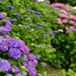 ［6］58mm単焦点レンズで紫陽花を撮影！！