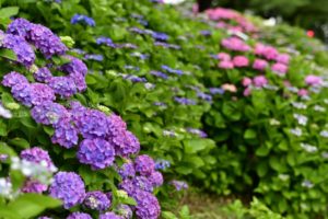 ［6］58mm単焦点レンズで紫陽花を撮影！！