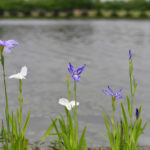 ［6］蝶のような姿の花菖蒲！