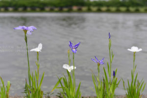 ［6］蝶のような姿の花菖蒲！