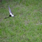 ［6］ツバメの姿を追いかけて！！