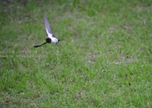 ［6］ツバメの姿を追いかけて！！