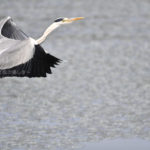 ［6］羽ばたくアオサギ！