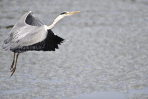 ［6］羽ばたくアオサギ！