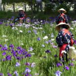 ［6］花菖蒲の花摘み