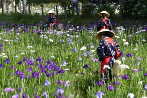 ［6］花菖蒲の花摘み