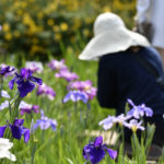［6］水元公園の花菖蒲まつりとカメラ女子
