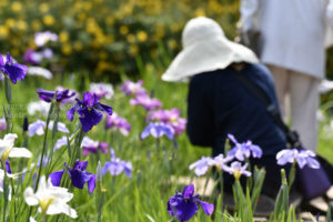 ［6］水元公園の花菖蒲まつりとカメラ女子