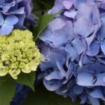 ［6］飛鳥山公園のJR線路沿いに咲く紫陽花