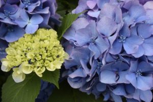 ［6］飛鳥山公園のJR線路沿いに咲く紫陽花