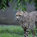 ［6］多摩動物公園の仲良しチーター