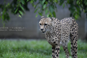 ［6］多摩動物公園の仲良しチーター