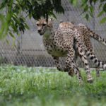 ［6］チーターの追いかけっこ