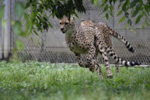 ［6］チーターの追いかけっこ