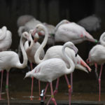 ［6］アフリカで鳥といえば、フラミンゴ！！