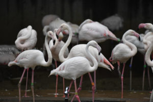 ［6］アフリカで鳥といえば、フラミンゴ！！