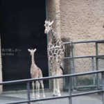 ［6］あたりまえだけど、子供のキリンも首が長い！