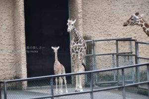 ［6］あたりまえだけど、子供のキリンも首が長い！