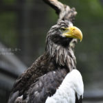 ［6］多摩動物園で出会った猛禽類