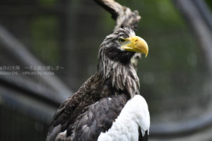 ［6］多摩動物園で出会った猛禽類