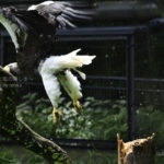 ［6］空の王者が飛び立つ瞬間！！