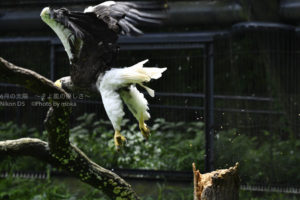 ［6］空の王者が飛び立つ瞬間！！