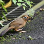 ［6］この野鳥は誰ですか！？