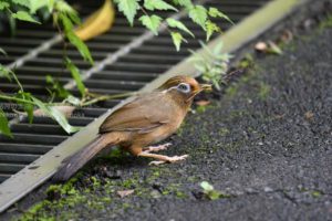 ［6］この野鳥は誰ですか！？