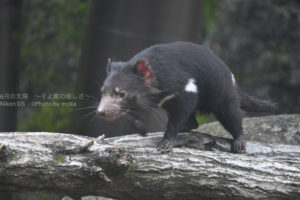 ［6］多摩動物園にタスマニアデビルが仲間入り！