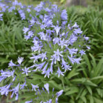 ［6］アガパンサスの紫色の美しさ！！