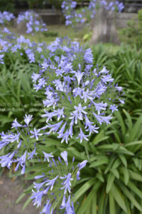 ［6］アガパンサスの紫色の美しさ！！